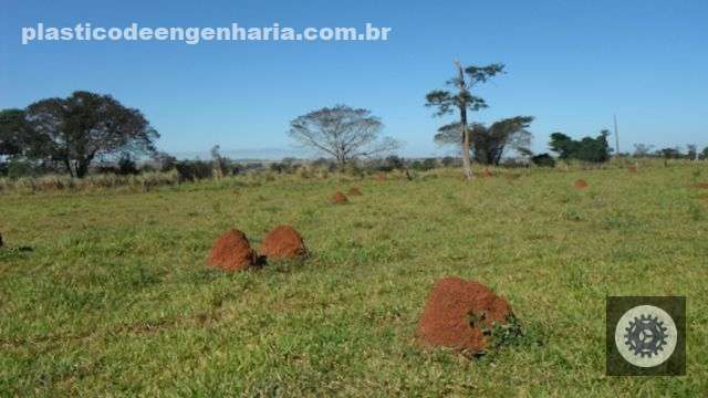 Reforma ou recuperação de pasto? Especialista dá o veredito. Confira