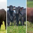 Angus, Brangus ou outra raça: qual o touro ideal para cruzar com vacas F1 Nelore e Senepol?