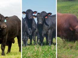 Angus, Brangus ou outra raça: qual o touro ideal para cruzar com vacas F1 Nelore e Senepol?