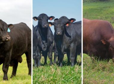 Angus, Brangus ou outra raça: qual o touro ideal para cruzar com vacas F1 Nelore e Senepol?