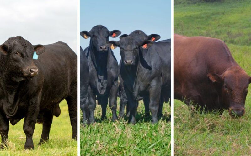 Angus, Brangus ou outra raça: qual o touro ideal para cruzar com vacas F1 Nelore e Senepol?