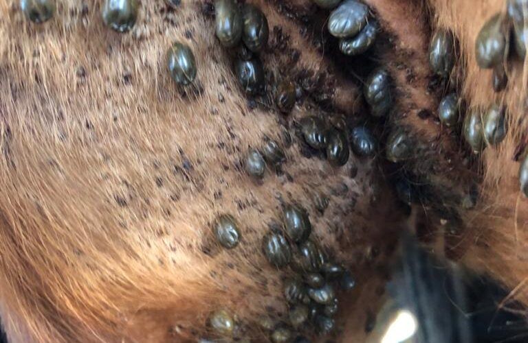 Carrapato bovino: estudo vai desvendar o nível de resistência do parasito no País
