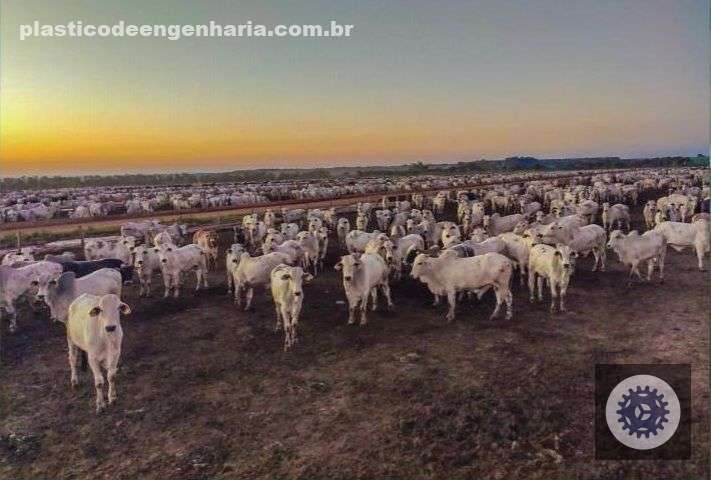 Boi China: o padrão que vai além das exigências do país asiático