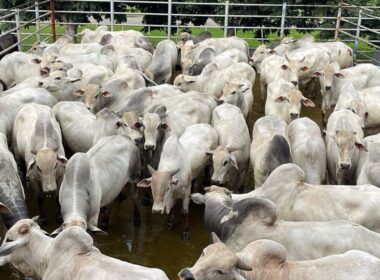 Engorda só a pasto! Boiada jovem surpreende com 22@ no interior do Tocantins
