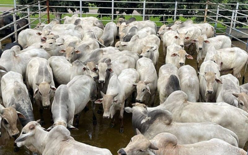Engorda só a pasto! Boiada jovem surpreende com 22@ no interior do Tocantins