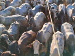 TIP: boiada jovem suplementada a pasto chega a 23@ no interior de Mato Grosso
