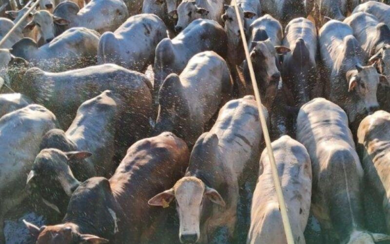 TIP: boiada jovem suplementada a pasto chega a 23@ no interior de Mato Grosso