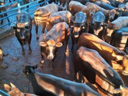 Wagyu Akaushi: novilhas assustam com peso de boi, acima de 18@ em SP