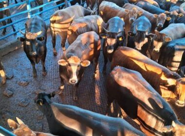 Wagyu Akaushi: novilhas assustam com peso de boi, acima de 18@ em SP