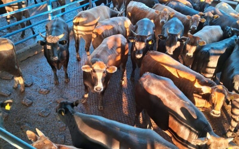 Wagyu Akaushi: novilhas assustam com peso de boi, acima de 18@ em SP