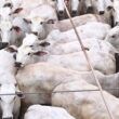 Super lote de novilhas e vacas esbanja qualidade de carne em Rondônia