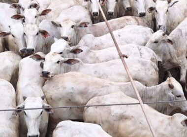 Super lote de novilhas e vacas esbanja qualidade de carne em Rondônia