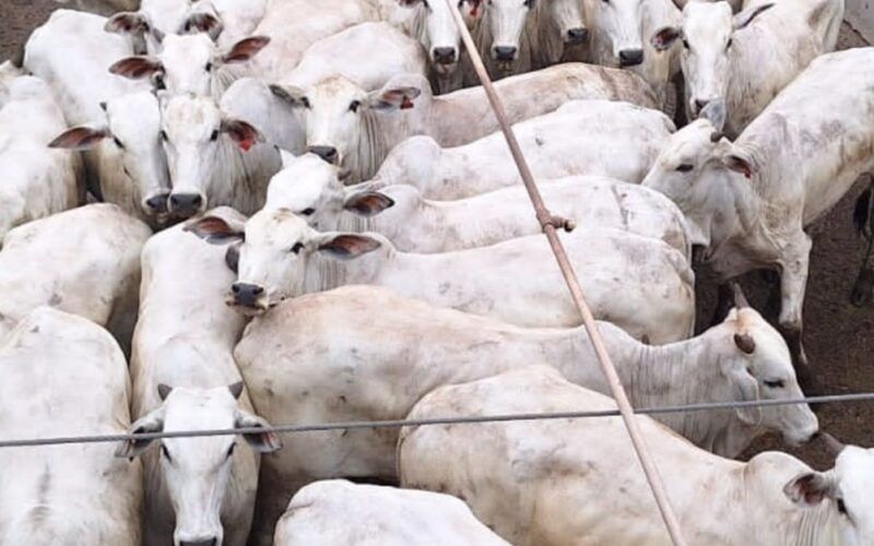 Super lote de novilhas e vacas esbanja qualidade de carne em Rondônia