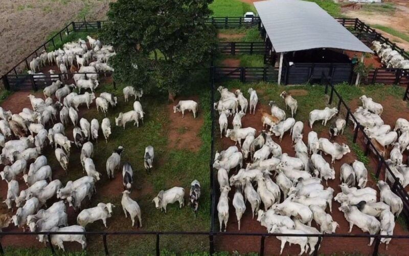 Boiada de alto padrão ultrapassa 20@ com quase 57% de rendimento em Rondônia