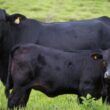Quanto custa produzir um gadão superprecoce de carne premium? 