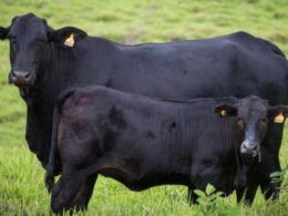 Quanto custa produzir um gadão superprecoce de carne premium? 