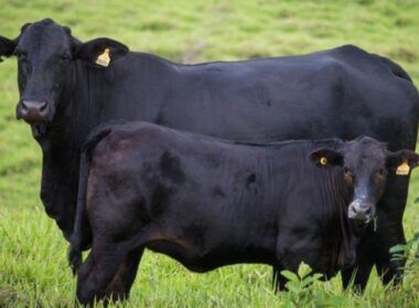 Quanto custa produzir um gadão superprecoce de carne premium? 