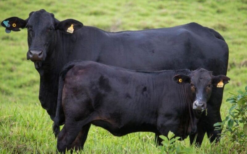 Quanto custa produzir um gadão superprecoce de carne premium? 
