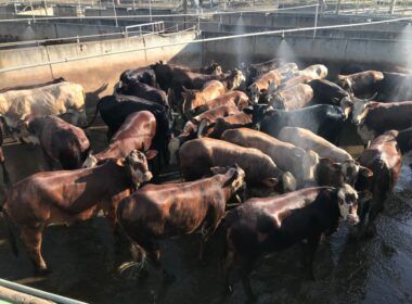 Protocolo 1953: especialista revela o caminho das pedras para um gado de carne premium