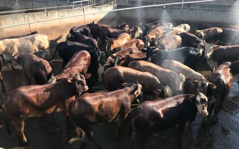 Protocolo 1953: especialista revela o caminho das pedras para um gado de carne premium