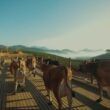Vacas A2A2: o segredo do leite de qualidade e saúde nas fazendas brasileiras