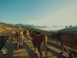 Vacas A2A2: o segredo do leite de qualidade e saúde nas fazendas brasileiras