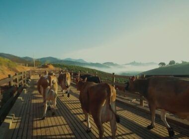 Vacas A2A2: o segredo do leite de qualidade e saúde nas fazendas brasileiras