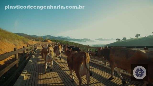 Vacas A2A2: o segredo do leite de qualidade e saúde nas fazendas brasileiras