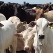 Pecuarista revela o segredo para produzir bois superprecoces de 20@ com apenas 1 ano