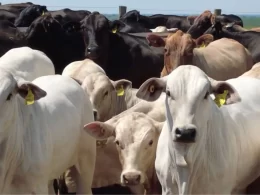Pecuarista revela o segredo para produzir bois superprecoces de 20@ com apenas 1 ano