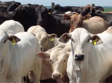 Pecuarista revela o segredo para produzir bois superprecoces de 20@ com apenas 1 ano