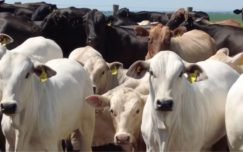 Pecuarista revela o segredo para produzir bois superprecoces de 20@ com apenas 1 ano