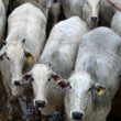 “Rei das novilhas” produz animais que engordaram 1 kg por dia em MT!