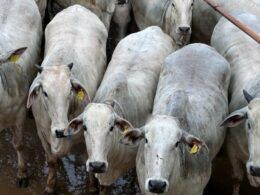“Rei das novilhas” produz animais que engordaram 1 kg por dia em MT!