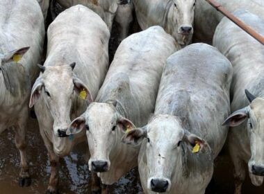“Rei das novilhas” produz animais que engordaram 1 kg por dia em MT!