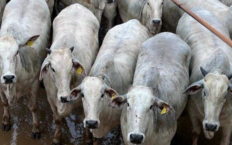 “Rei das novilhas” produz animais que engordaram 1 kg por dia em MT!