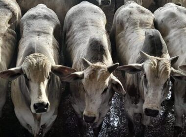 Super lote de bois confinados tem média de 21,5@ por carcaça em MS