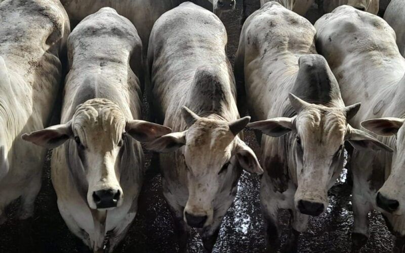 Super lote de bois confinados tem média de 21,5@ por carcaça em MS