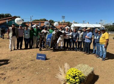 descubra o segredo para transformar sua fazenda leiteira em um
