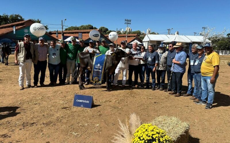 descubra o segredo para transformar sua fazenda leiteira em um