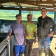 Cocho farto e pasto irrigado faz boiada espetacular com 18@ no interior de Rondônia