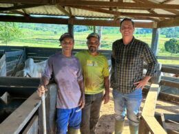 Cocho farto e pasto irrigado faz boiada espetacular com 18@ no interior de Rondônia