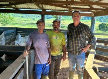 Cocho farto e pasto irrigado faz boiada espetacular com 18@ no interior de Rondônia