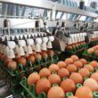 descubra oportunidades exportacao de produtos agricolas brasileiros para o mercado