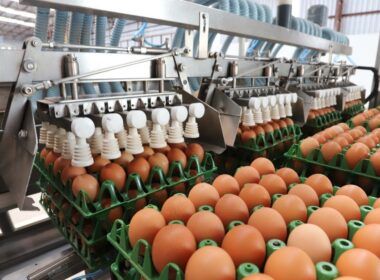 descubra oportunidades exportacao de produtos agricolas brasileiros para o mercado