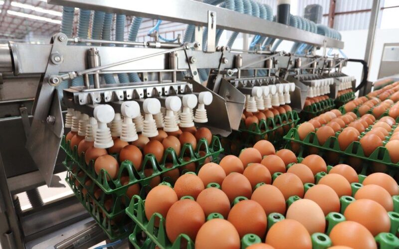 descubra oportunidades exportacao de produtos agricolas brasileiros para o mercado