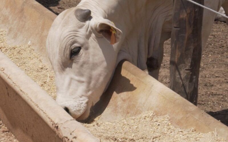 Dieta à base de casca de milho para o gado pode surpreender o produtor