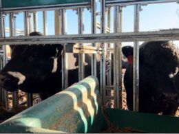 descubra os cinco touros vencedores da prova de eficiencia alimentar