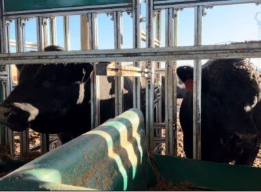 descubra os cinco touros vencedores da prova de eficiencia alimentar