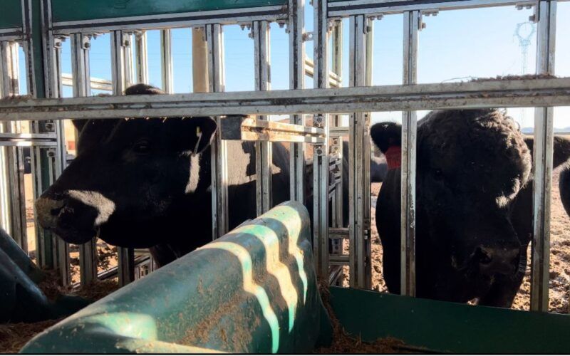 descubra os cinco touros vencedores da prova de eficiencia alimentar